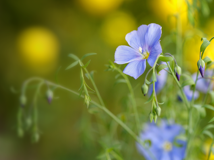 Три рекорда из четырех возможных. Соя, рапс и лен-кудряш обновили максимумы по производству