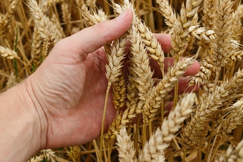 «Август» расширяет сельскохозяйственный бизнес