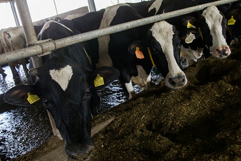 Минсельхоз сохранит «капексы» для молочной отрасли