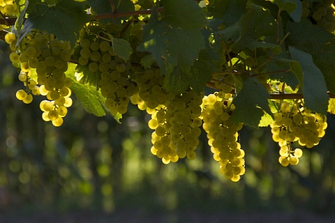 Кубань планирует полностью перейти на российские саженцы винограда в 2026 году