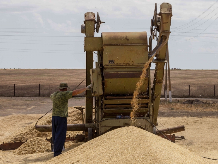 Урожайность пшеницы в подмосковном хозяйстве достигла 86 ц/га