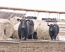 Мясному скотоводству было выделено почти 5,5 млрд рублей