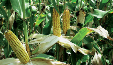 В мире соберут 790 млн т кукурузы