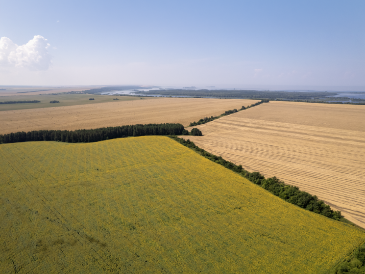 Защита из леса&nbsp;&mdash; I. Сохранить и приумножить рентабельность многих агрокультур помогает агролесомелиорация