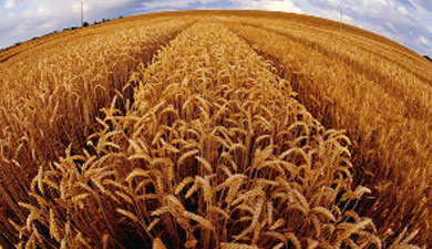 IGC сократил прогноз мирового производства пшеницы