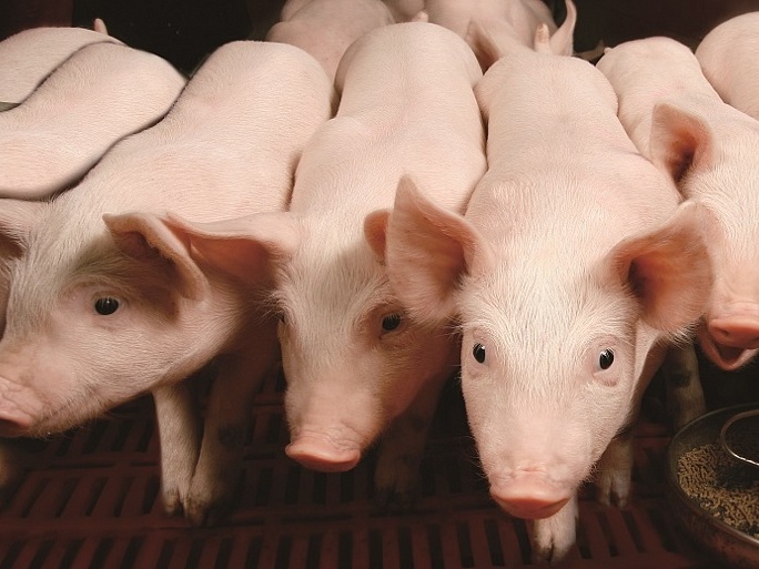 Лидеры рынка произвели свыше 4,7 млн тонн свинины