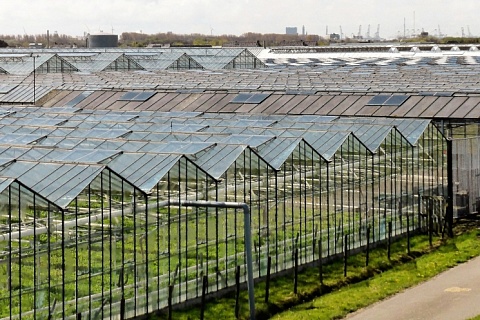 В Северной Осетии открылся тепличный комплекс «Алания» за 15 млрд рублей