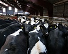 FAS USDA улучшила прогноз производства молока в России до 30,35 млн т