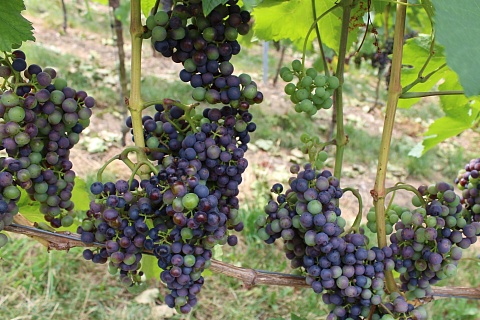 В Краснодарском крае построят винодельню полного цикла