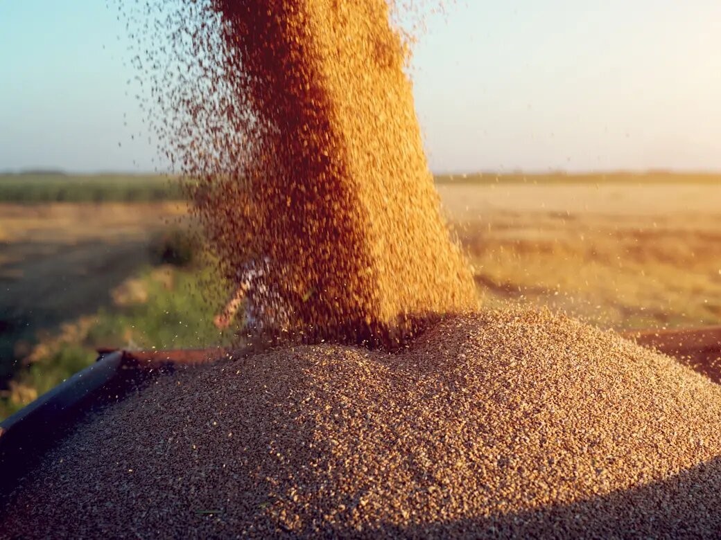 На долю топ-10 компаний пришлось около 72% экспорта зерна