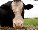 Власти будут субсидировать ставки по кредитам в животноводстве