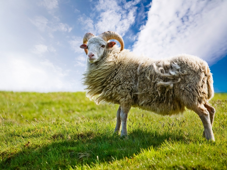 Против шерсти. Почему в России не развивается шерстяное овцеводство