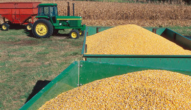 Сбор зерна на 1 октября — 59 млн т, сообщил Росстат