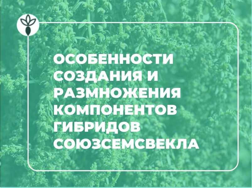 Создание и размножение компонентов гибридов сахарной свеклы