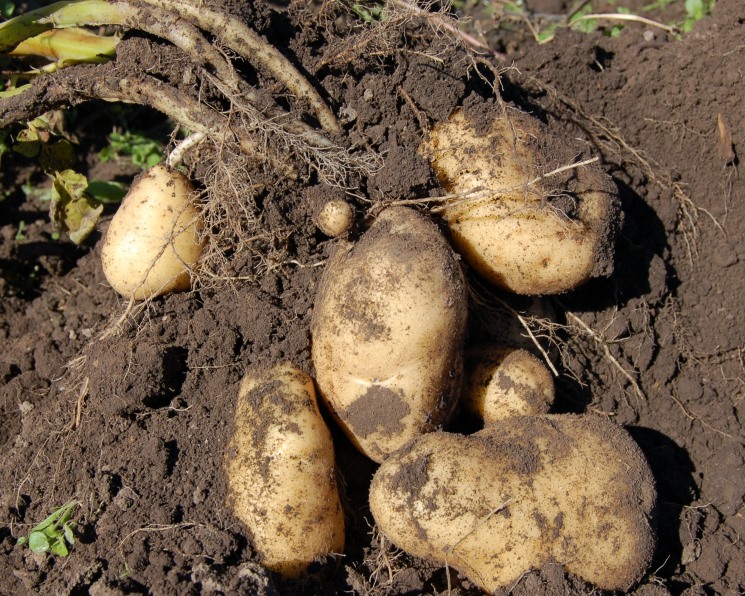 Картофельный союз: самые популярные сорта картофеля в России — импортнойселекции – Агроинвестор