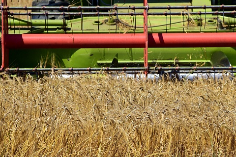 Рынок ждет снижения цен на пшеницу