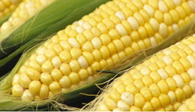 Кукуруза в мире в начале 2011 г. подорожает на 9%