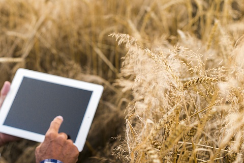 К 2030 году минимум 80% предприятий АПК должны перейти на отечественное&nbsp;ПО