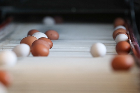 Птицефабрика «Комсомольская» планирует восстановить производство яиц к весне
