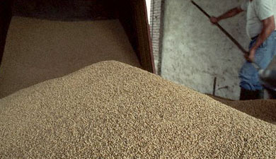 К 20 октября собрано 98,8 млн т зерна
