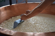 «АгриВолга» построит биофабрику по производству заквасок для сыров