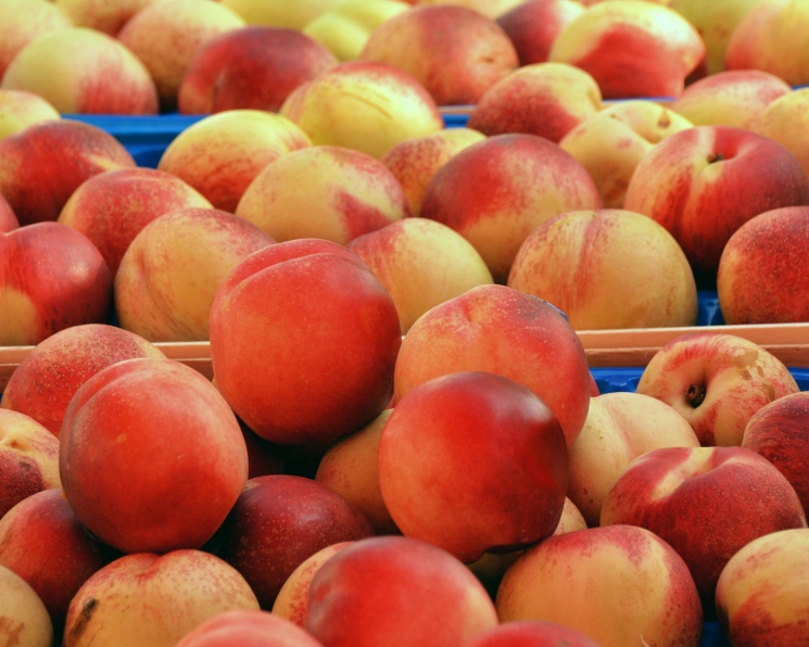 Садоводы Кубани снова просят ограничить импорт фруктов и саженцев