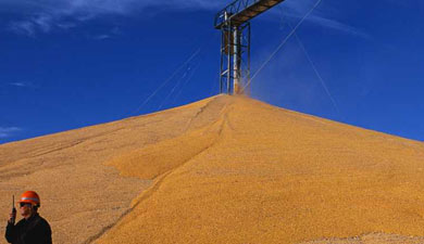 Объем продаж зерна из госфонда к концу недели составит 700 тыс. т