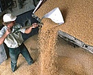 Россия готовится к экспорту зерна в Китай