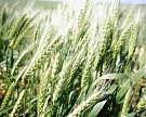 Урожай зерна в Сибири сократится на 20%