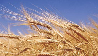 IGC снизил прогноз производства пшеницы в мире