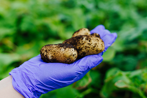 Квота на импорт семян из недружественных стран может сократиться