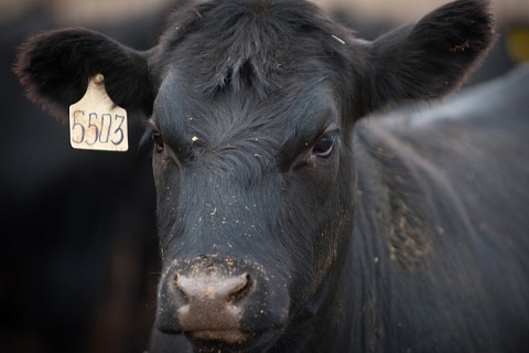 Фермеры отказываются сдавать скот на убой из-за низких закупочных цен