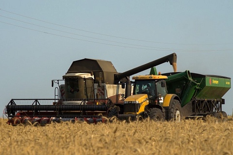 Урожай зерновых на Кубани может быть на уровне прошлого года