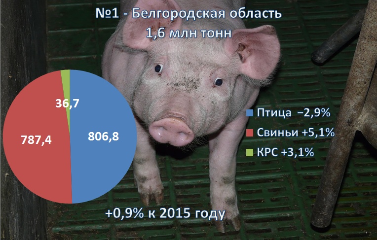 №1 — Белгородская область