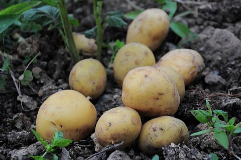 «Мираторг» займется производством семенного картофеля
