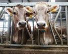 Господдержка молочного животноводства уменьшится в 40 раз
