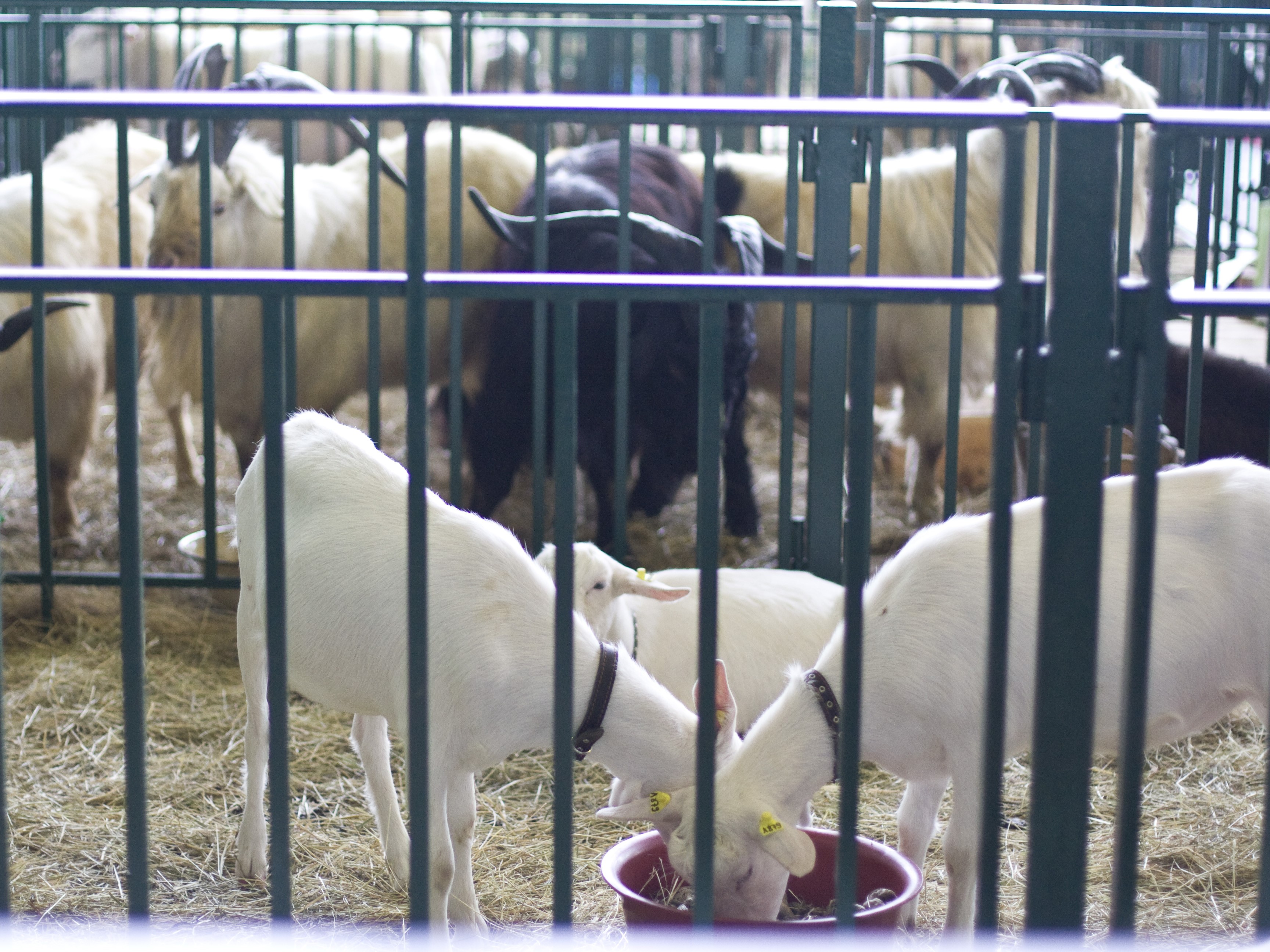 «Мирный-Адыгея» планирует экспортировать сухое козье молоко в Китай