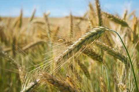 Урожай пшеницы может стать рекордным