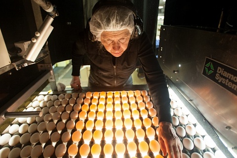 Дефицит инкубационных яиц может привести к сокращению производства мяса птицы