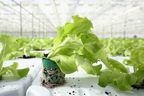 «Экосалат» планирует построить в Башкирии завод по переработке овощей и салатов