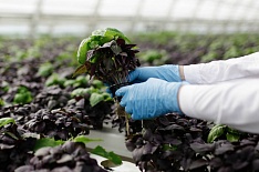 ФАС отложила решение по слиянию Bayer и Monsanto на полгода