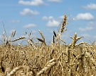 Производители пшеницы просят Медведева отменить экспортную пошлину