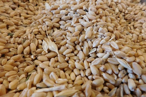 «ПроЗерно»: на прошлой неделе на зерновом рынке не было единой ценовой динамики