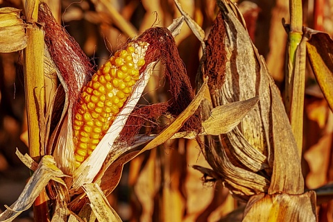 Урожай кукурузы станет вторым после рекорда 2016 года
