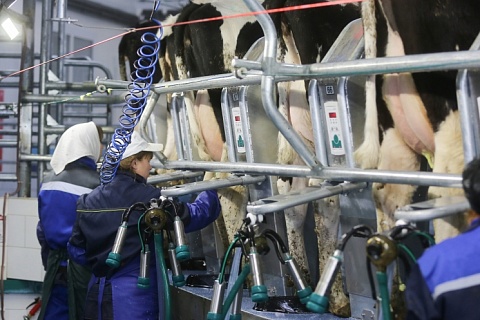 Продажи молока в сельхозорганизациях выросли на 6,4%