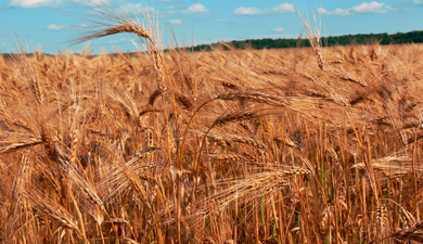 Пшеница подорожала из-за девальвации рубля