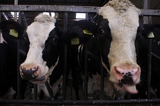 «Арсиб агро» построит пять молочных ферм