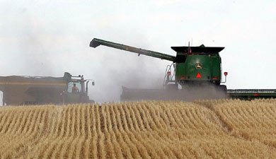 В Воронежской области убрано 90% зерновых