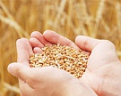 Производство зерна в России к 2015 г. увеличится до 102 млн т