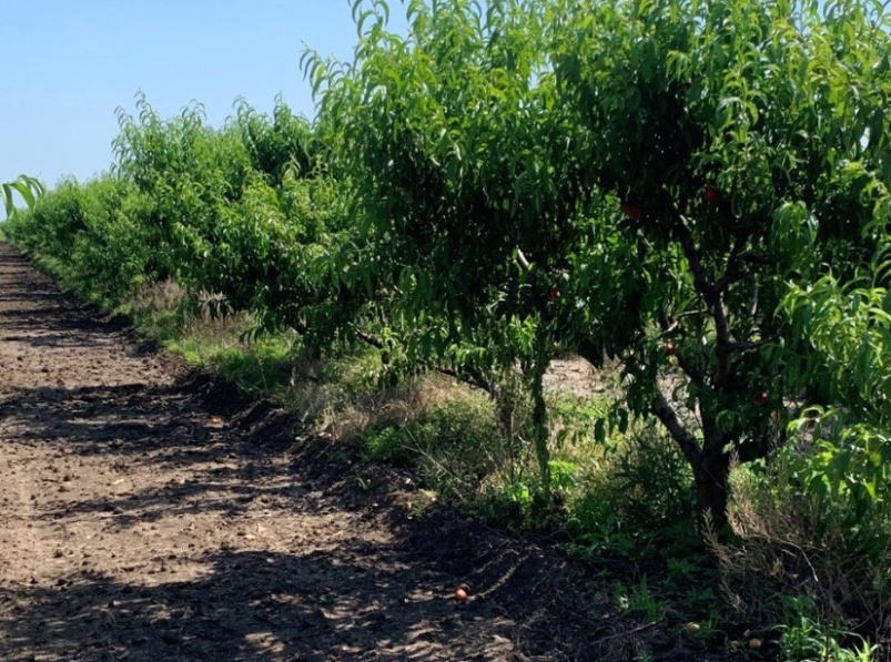 Продажа от собственника: сад в Крыму (миндаль, персик, абрикос) и хозяйство-усадьба рядом с Феодосией